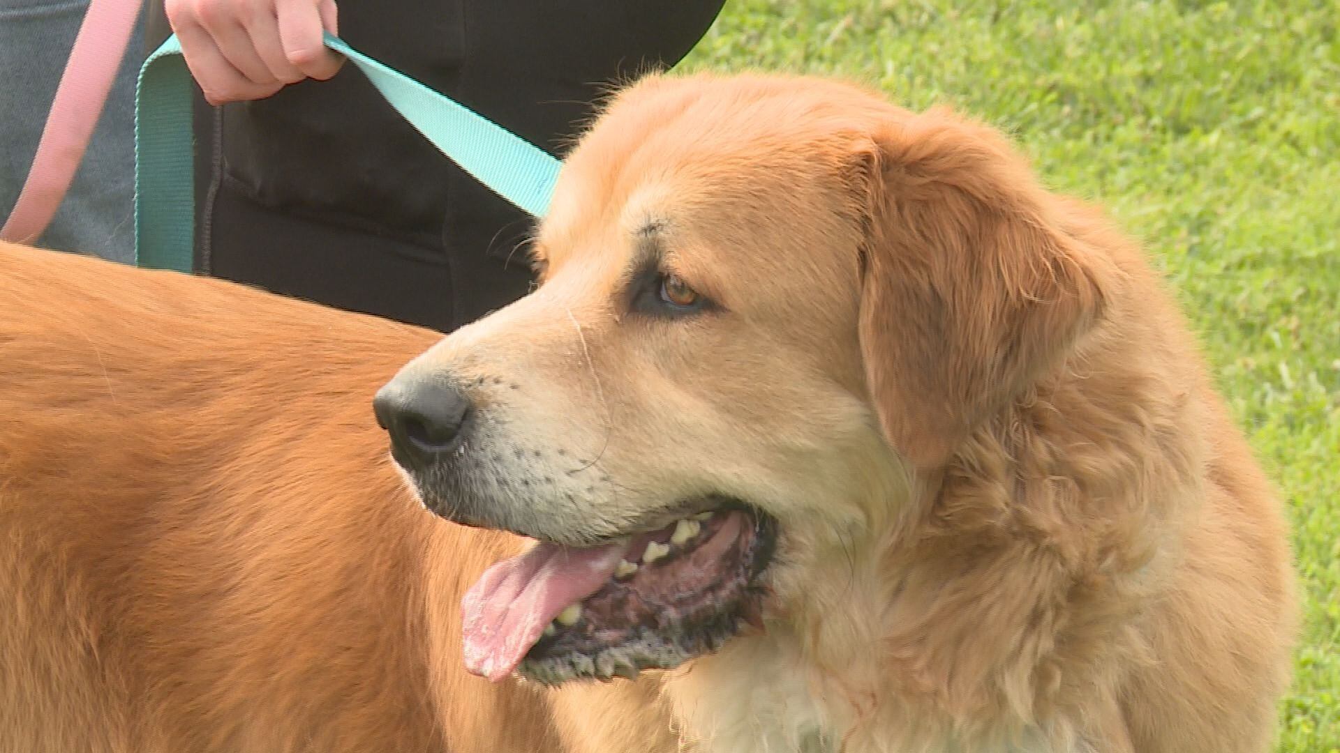 Lexington Humane Society hosts annual 'Mutt Strut' - Vimarsana News