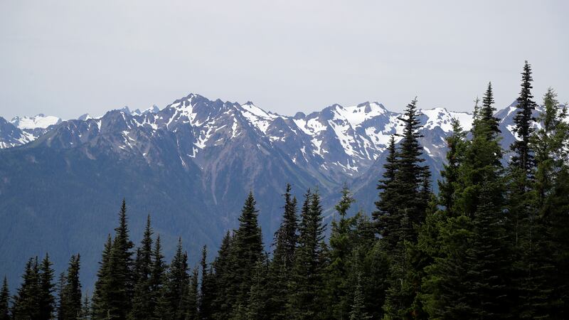 In this photo taken Tuesday, July 9, 2019, the Olympic Mountains are seen beyond a forest from...