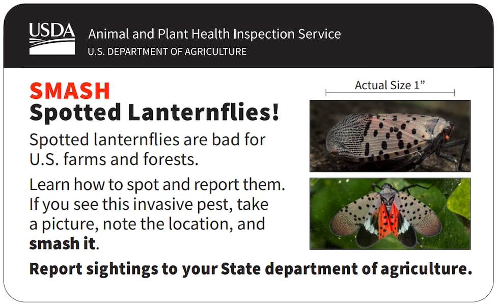 A new insect may soon call Kentucky home, and it’s one we don’t want in the Bluegrass.
