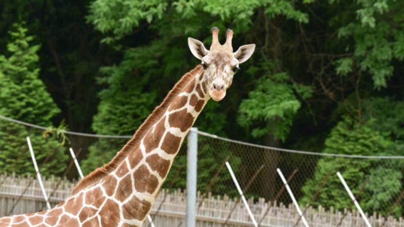 Willow has died. According to the Maryland Zoo, a cause of death is not yet known, but an...