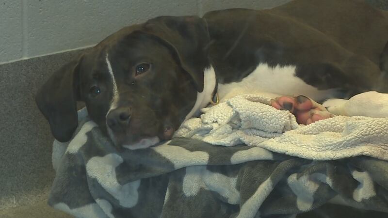 Emergency veterinarians can be life-savers if a pet is injured, but are there any limits when...
