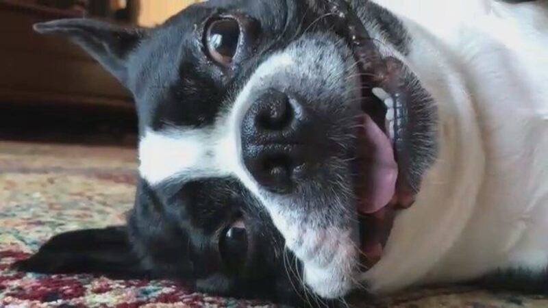 Happy National Pet Day!