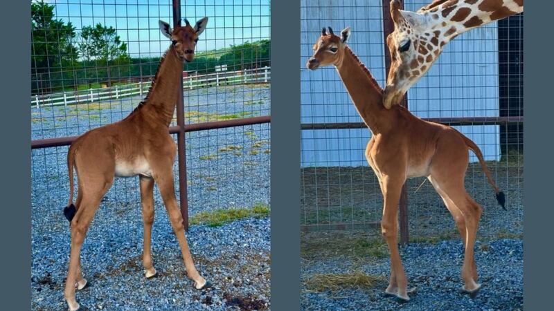 The baby girl was born solid brown. Giraffe experts at the zoo said they believe she is the...