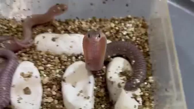 The Kentucky Reptile Zoo in Powell County recently welcomed a pair of rare residents.