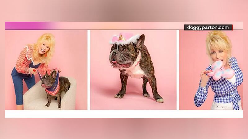 Dolly Parton has launched a pet apparel line called "Doggy Parton."