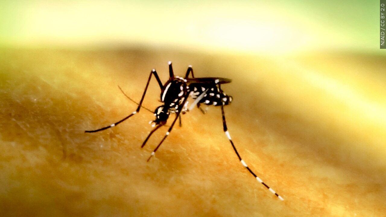 Spending more time outdoors? Here's tips to avoid mosquitoes - Vimarsana News