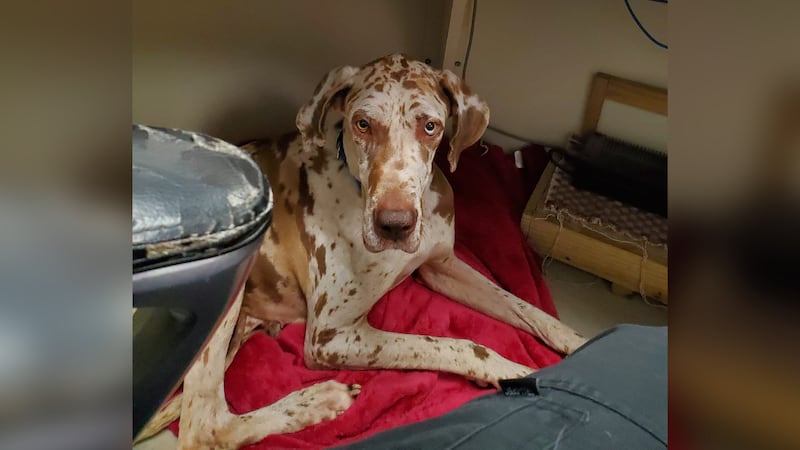 A Great Dane was found stranded on an island in a Michigan lake.