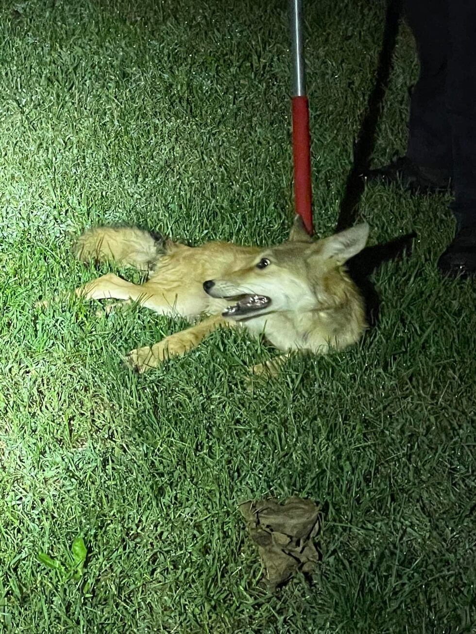 The coyote was released outside after officers found him hiding behind the toilet in the...