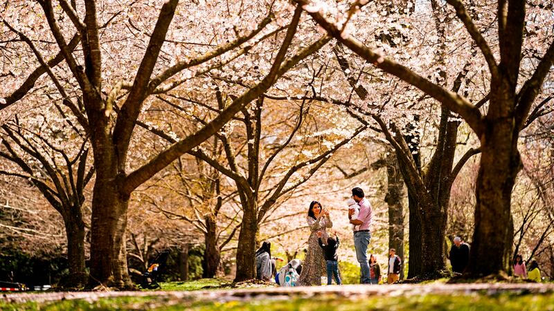 FILE - A family makes photographs beneath the cherry blossoms at the Fairmount Park...
